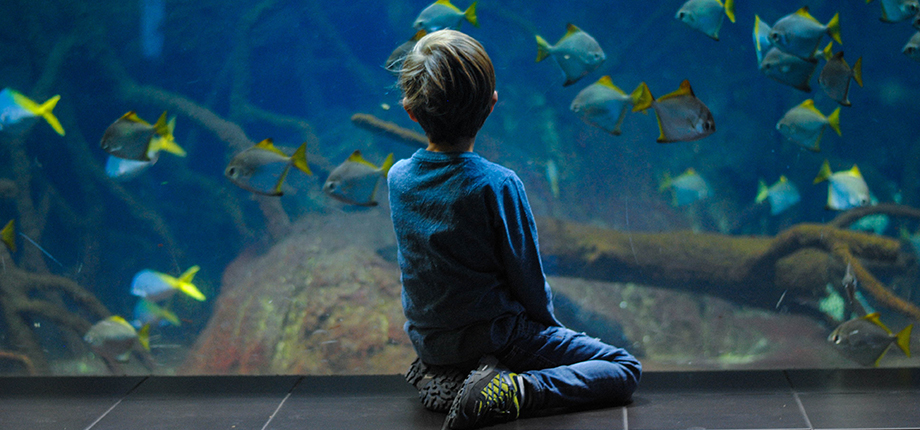 A young boy sits in front of a large aquarium watching the fish
